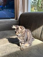 Maine coon poesjes mogen verhuizen, Poes, Ontwormd, 0 tot 2 jaar