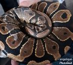 Koningspython slang tam, Dieren en Toebehoren, Reptielen en Amfibieën, Slang, Tam