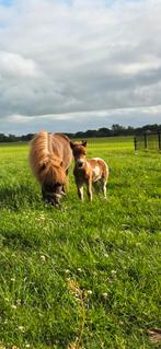 Mini Shetlanders merries, Dieren en Toebehoren, Pony's, Merrie, A pony (tot 1.17m), 3 tot 6 jaar