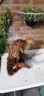 Opgezette tijgergenetkat., Verzamelen, Dierenverzamelingen, Ophalen of Verzenden, Zo goed als nieuw, Vogel, Opgezet dier