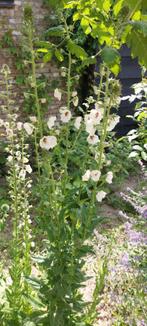 Mottenkruid, Ophalen of Verzenden, Voorjaar, Volle zon, Zaad
