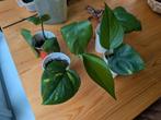 Golden pothos - hangplant / klimplant, Ophalen, Halfschaduw, Minder dan 100 cm