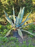 Te koop verschillende Agave planten., Ophalen, Bloeit niet, Overige soorten, Volle zon