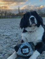 **Vooraankondiging** 28 november 7/8 Pups, Dieren en Toebehoren, Teef, Eén hond, Nederland, Particulier