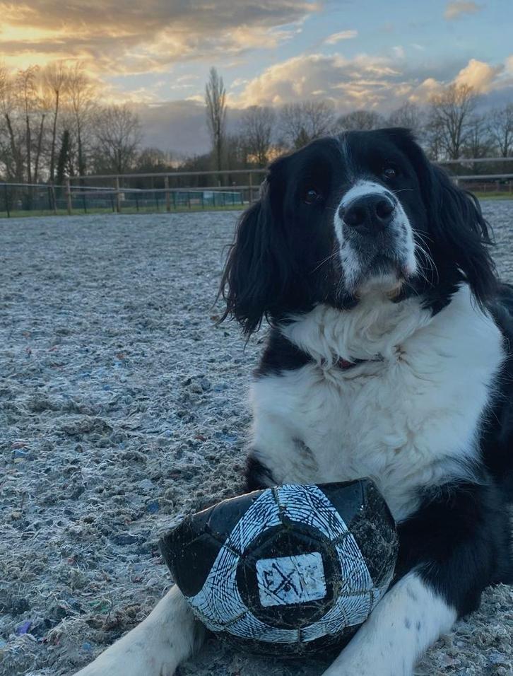** Inmiddels geboren**!! 9 Mooie pups, Dieren en Toebehoren, Honden | Niet-rashonden, Middel, Teef, Particulier, Eén hond, Nederland