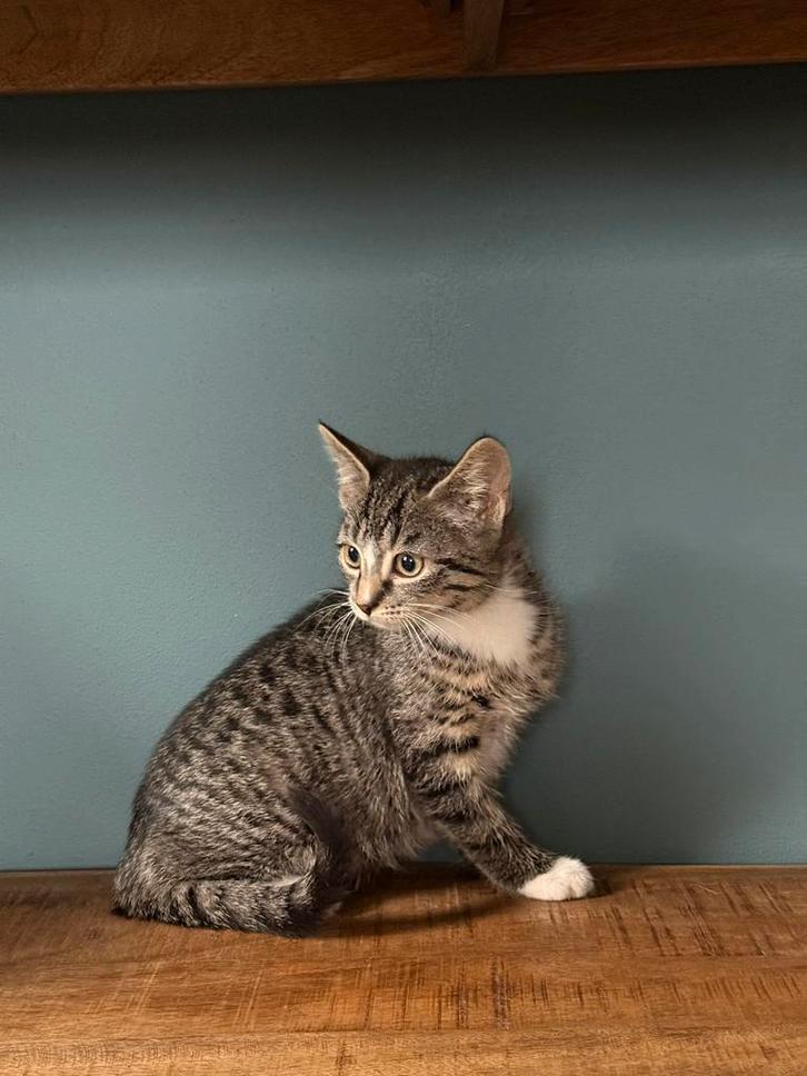 Knappe kitten, Dieren en Toebehoren, Katten en Kittens | Overige Katten, Kortharig, Meerdere dieren, 0 tot 2 jaar