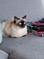 Mooi siamese huiskat, Dieren en Toebehoren, Katten en Kittens | Raskatten | Korthaar, Poes, Gechipt, 3 tot 5 jaar