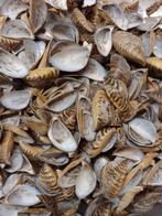 kleine zoetwater mossel schelpen zakje 150 gram no. 4, Ophalen, Nieuw, Materiaal