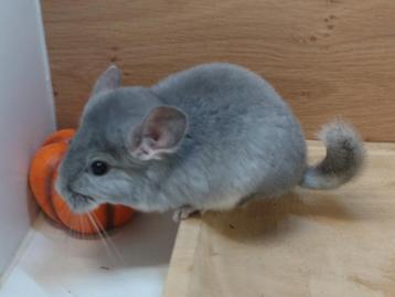 Chinchilla: 2 Hele Fraaie Zusjes! (Legaal)  beschikbaar voor biedingen