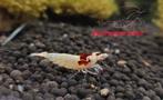 startgroep Taiwan bee garnalen, Dieren en Toebehoren, Vissen | Aquariumvissen, Kreeft, Krab of Garnaal, Zoetwatervis