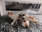 Lieve Calico x Britse Korthaar kittens, Dieren en Toebehoren, Katten en Kittens | Raskatten | Korthaar, Meerdere dieren, Ontwormd
