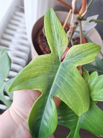 Philodendron Ghost Stek beschikbaar voor biedingen