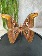 Atlas vlinder in stolp, Huis en Inrichting, Woonaccessoires | Stolpen, Ophalen of Verzenden, Nieuw