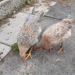 5 kuikens kleurleggers, Dieren en Toebehoren, Pluimvee, Meerdere dieren, Kip