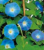 Zaden van een Blauwe Klimmende Winde., Ophalen, Voorjaar, Volle zon, Zaad