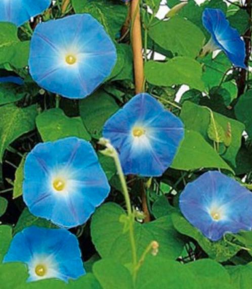Zaden van een Blauwe Klimmende Winde., Tuin en Terras, Bloembollen en Zaden, Zaad, Voorjaar, Volle zon, Ophalen