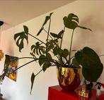 Monstera Kamerplant met Gouden Pot, Ophalen, Overige soorten, Halfschaduw, In pot