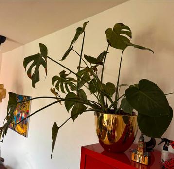 Monstera Kamerplant met Gouden Pot beschikbaar voor biedingen