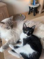 Lieve kater en poesje, Dieren en Toebehoren, Katten en Kittens | Overige Katten, Kater, Kortharig, 0 tot 2 jaar