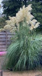 Pampas riet pluimen €1 per stuk, Huis en Inrichting, Ophalen
