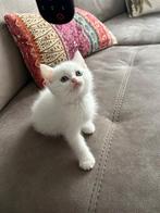 💥💥Britse Kortehaar Kitten💥💥