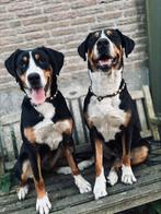 Honden Anti Vlooien- & Tekenband EM-X Kralen, Verzenden, Handgemaakt, Nieuw