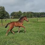 Super mooi, luxe en lief Kwpn hengstveulen., Dieren en Toebehoren, Paarden, Hengst, Dressuurpaard, 0 tot 2 jaar