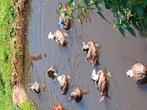 Eenden  ganzen zwanen, Dieren en Toebehoren, Pluimvee, Meerdere dieren, Gans of Zwaan