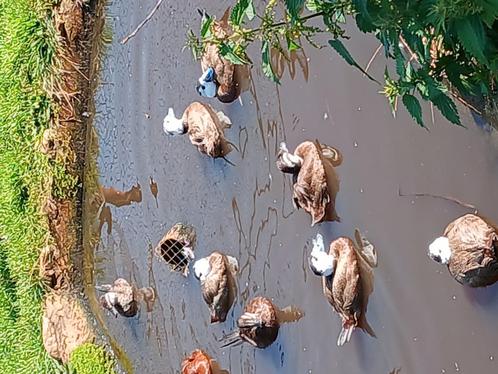Eenden  ganzen zwanen, Dieren en Toebehoren, Pluimvee, Gans of Zwaan, Meerdere dieren