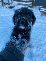 Deze sneeuw (b)engeltjes zoeken een huisje! PUPS TE KOOP!!!, Overige rassen, 8 tot 15 weken, Meerdere, Meerdere dieren