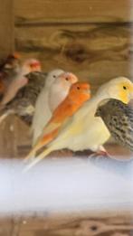2 rood intensief mannen, Dieren en Toebehoren, Vogels | Kanaries, Mannelijk, Kleurkanarie