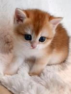❤Britse Korthaar Langhaar Stamboom kittens, Golden, Lilac, Dieren en Toebehoren, Katten en Kittens | Raskatten | Korthaar, Meerdere dieren