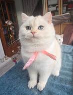 Britshe korthaar Golden shaded, Dieren en Toebehoren, 0 tot 2 jaar