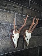 2 Ree geweien samen € 19 jacht mancave overkapping kerst e70, Verzamelen, Ophalen of Verzenden, Gebruikt, Hert, Gewei of Kop