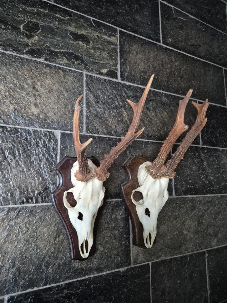 2 Ree geweien samen € 19 jacht mancave overkapping kerst e70, Verzamelen, Dierenverzamelingen, Gebruikt, Gewei of Kop, Hert, Ophalen of Verzenden