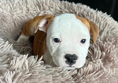 Mooie Engelse Stafford met FCI stamboom, Dieren en Toebehoren, Honden | Jack Russells en Terriërs, Meerdere dieren, Overige rassen