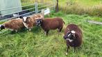 Dassenkop en bonte ooien en lammeren, Dieren en Toebehoren, Schapen, Geiten en Varkens, Vrouwelijk, Schaap