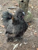 Haan, Dieren en Toebehoren, Pluimvee, Mannelijk, Kip