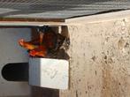 2 cochin hanen gratis.., Mannelijk, Kip