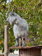 Geiten te koop, Dieren en Toebehoren, Schapen, Geiten en Varkens, Vrouwelijk, Geit