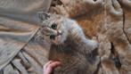 Lieve kitten GERESERVEERD, Dieren en Toebehoren, Poes, Ontwormd, 0 tot 2 jaar