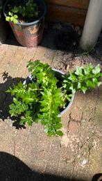 Acanthus, Ophalen, Zomer, Overige soorten, Volle zon