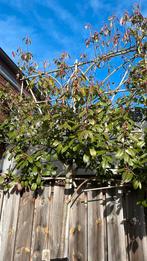 Portugese laurier leiboom (Prunus lusitanica Angustifolia), Tuin en Terras, Planten | Bomen, Ophalen, Leiboom, Halfschaduw, Lente