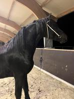 friese hengst - 1.68 - 2023, Dieren en Toebehoren, Hengst, 165 tot 170 cm, Dressuurpaard, 3 tot 6 jaar