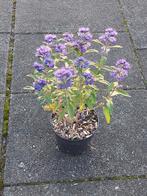 Caryopteris grand blue (baart bloem), Vaste plant, Halfschaduw, Zomer, Ophalen
