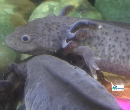Axolotl Melanoid "Adult", Dieren en Toebehoren, Reptielen en Amfibieën, Amfibie, 0 tot 2 jaar, Tam