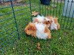 3 lunkarya zeugjes roodbont, Dieren en Toebehoren, Knaagdieren, Cavia, Vrouwelijk, Tam, Oktober