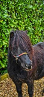 Nieuw advertentie 12/2 meerder pony's, Dieren en Toebehoren, Pony's, Ruin, E pony (1.48m - 1.57m), 3 tot 6 jaar