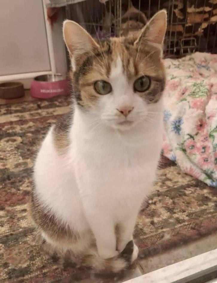 KROELKIP KIWI VRIENDELIJK JONG MEISJE BINNENKORT IN NL, Dieren en Toebehoren, Katten en Kittens | Overige Katten, Kortharig, Poes