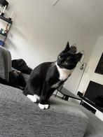 Kater zoekt een liefdevol huisje, Dieren en Toebehoren, Katten en Kittens | Overige Katten, Kater